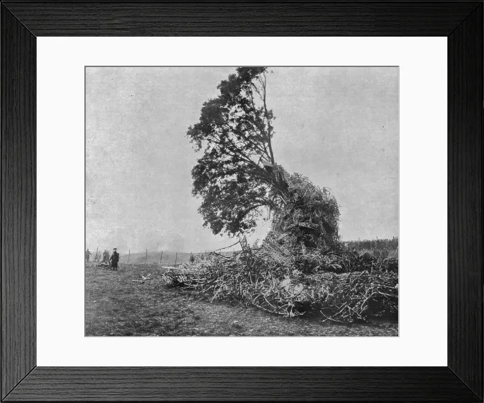 Framed Print : Les deux derniers zeppelins abattus par les Anglais; Debris du L31 accroches a un chene... 1916. Creator: Unknown Framed Print : Les deux derniers zeppelins abattus par les Anglais; Debris du L31 accroches a un chene... 1916. Creator: Unknown