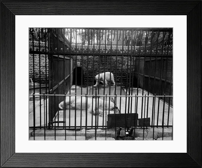 Framed Print : Bear pit, Belle Isle Park, Detroit, Mich. between 1900 and 1910. Creator: Unknown Framed Print : Bear pit, Belle Isle Park, Detroit, Mich. between 1900 and 1910. Creator: Unknown