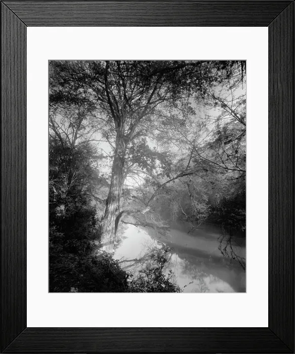 Framed Print : Cypress at Micos, between 1880 and 1897. Creator: William H. Jackson Framed Print : Cypress at Micos, between 1880 and 1897. Creator: William H. Jackson