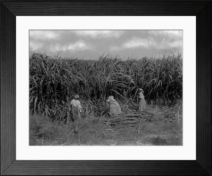 Framed Print : Cutting sugar cane, Baton Rouge, La. between 1900 and 1920. Creator: Unknown Framed Print : Cutting sugar cane, Baton Rouge, La. between 1900 and 1920. Creator: Unknown
