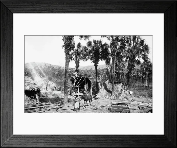 Framed Print : Palms and straw houses at Rascon, between 1880 and 1897. Creator: William H. Jackson Framed Print : Palms and straw houses at Rascon, between 1880 and 1897. Creator: William H. Jackson