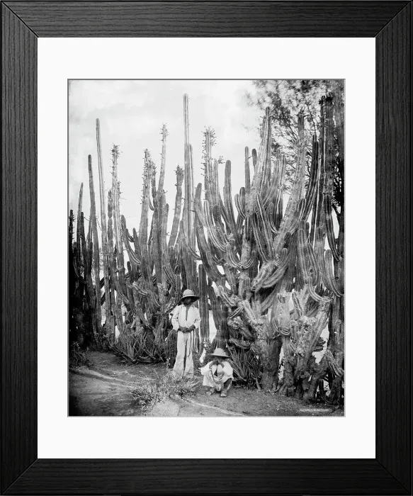 Framed Print : Cactus fence in Salamanca, Salamanca, Mexico, between 1880 and 1900. Creator: Unknown Framed Print : Cactus fence in Salamanca, Salamanca, Mexico, between 1880 and 1900. Creator: Unknown