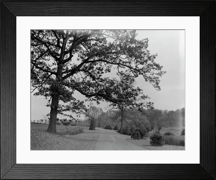 Framed Print : A Drive in Forest Park, Springfield, Mass. between 1910 and 1920. Creator: Unknown Framed Print : A Drive in Forest Park, Springfield, Mass. between 1910 and 1920. Creator: Unknown