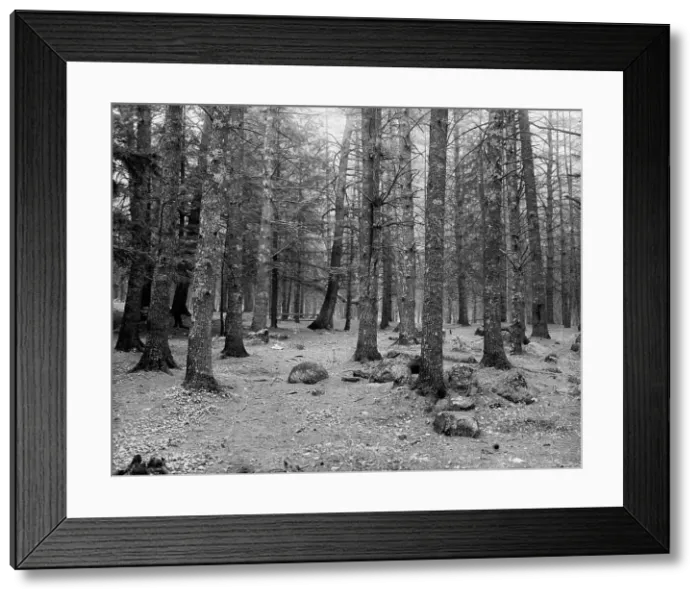Framed Print : Cathedral Woods, Intervale, N.H. between 1910 and 1920. Creator: Unknown