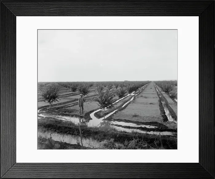 Framed Print : Man in irrigated orchard, probably Pontiac, Ill. between 1900 and 1910. Creator: Unknown Framed Print : Man in irrigated orchard, probably Pontiac, Ill. between 1900 and 1910. Creator: Unknown