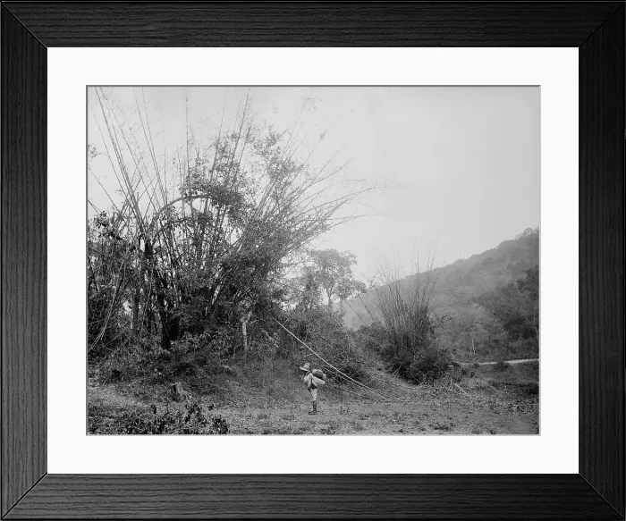 Framed Print : Bamboos on the Temasopa [sic], between 1880 and 1897. Creator: William H. Jackson