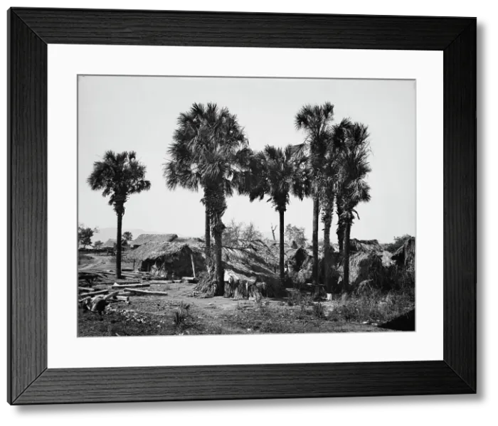 Framed Print : Palmettos at Rascon, between 1880 and 1897. Creator: William H. Jackson Framed Print : Palmettos at Rascon, between 1880 and 1897. Creator: William H. Jackson