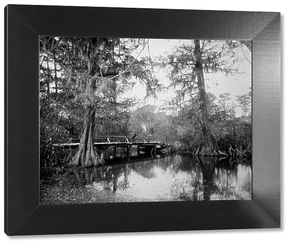 Cypress swamp, between 1880 and 1897. Creator: William H. Jackson