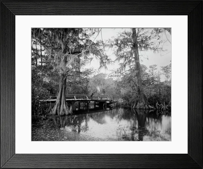 Framed Print : Cypress swamp, between 1880 and 1897. Creator: William H. Jackson Framed Print : Cypress swamp, between 1880 and 1897. Creator: William H. Jackson