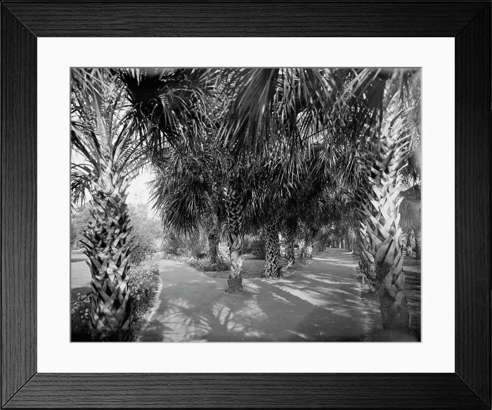Framed Print : Palm Walk at Tampa Bay Hotel, Florida, c1902. Creator: William H. Jackson Framed Print : Palm Walk at Tampa Bay Hotel, Florida, c1902. Creator: William H. Jackson