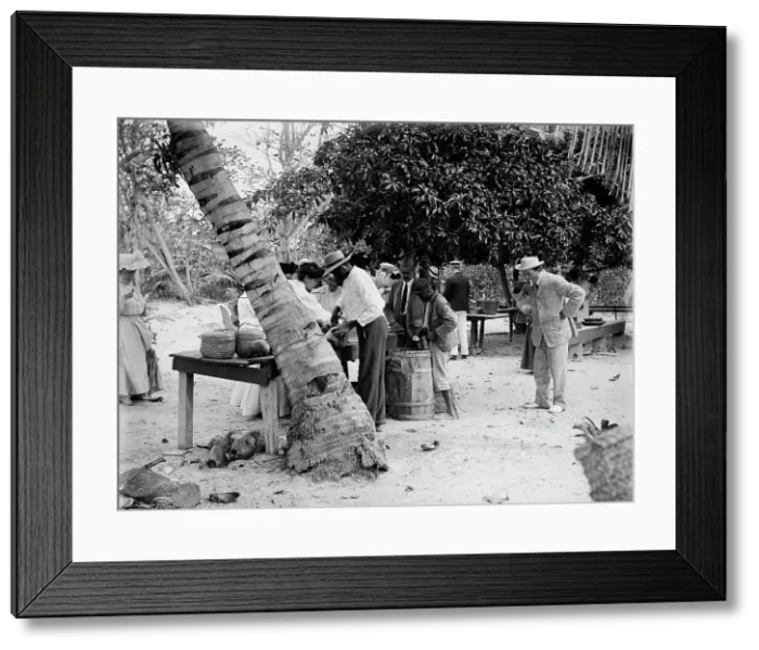 Framed Print : Eating cocoanuts, c1906. Creator: Unknown Framed Print : Eating cocoanuts, c1906. Creator: Unknown