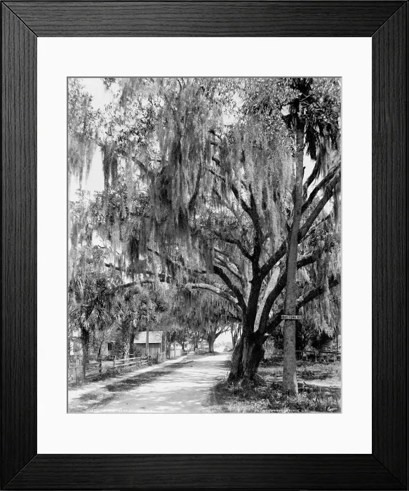 Framed Print : Bay Street, Dayton[a], Fla. between 1900 and 1906. Creator: William H. Jackson