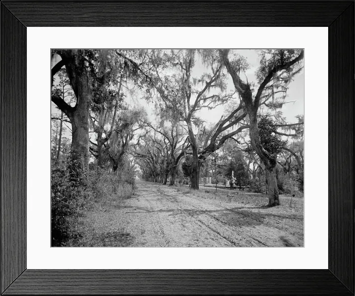 Framed Print : Bonaventure Cemetery, Savannah, Ga. between 1900 and 1906. Creator: William H. Jackson Framed Print : Bonaventure Cemetery, Savannah, Ga. between 1900 and 1906. Creator: William H. Jackson