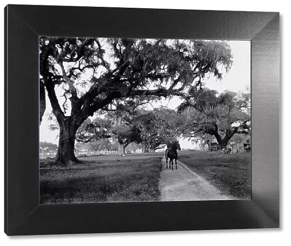 Oak avenue at Ashley Hall, Charleston, S.C. between 1900 and 1906. Creator: William H. Jackson