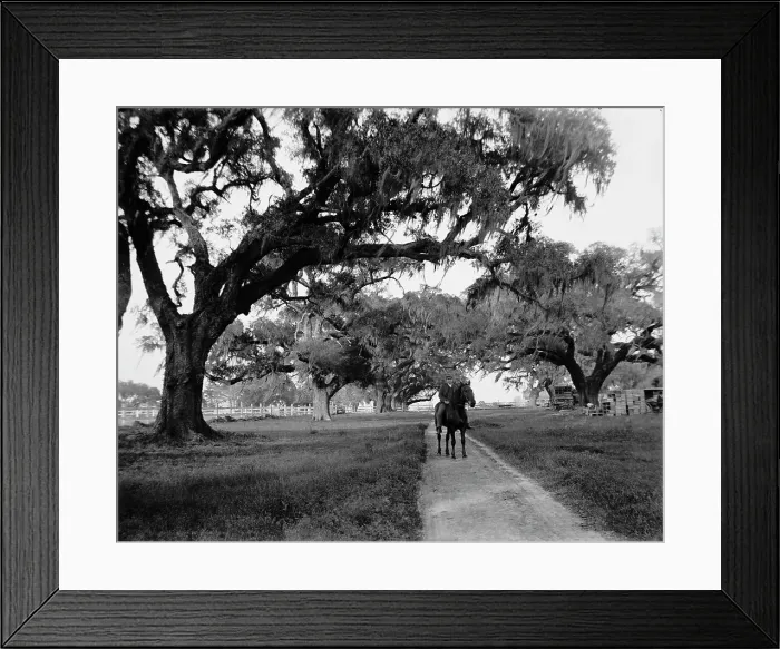 Framed Print : Oak avenue at Ashley Hall, Charleston, S.C. between 1900 and 1906. Creator: William H. Jackson Framed Print : Oak avenue at Ashley Hall, Charleston, S.C. between 1900 and 1906. Creator: William H. Jackson