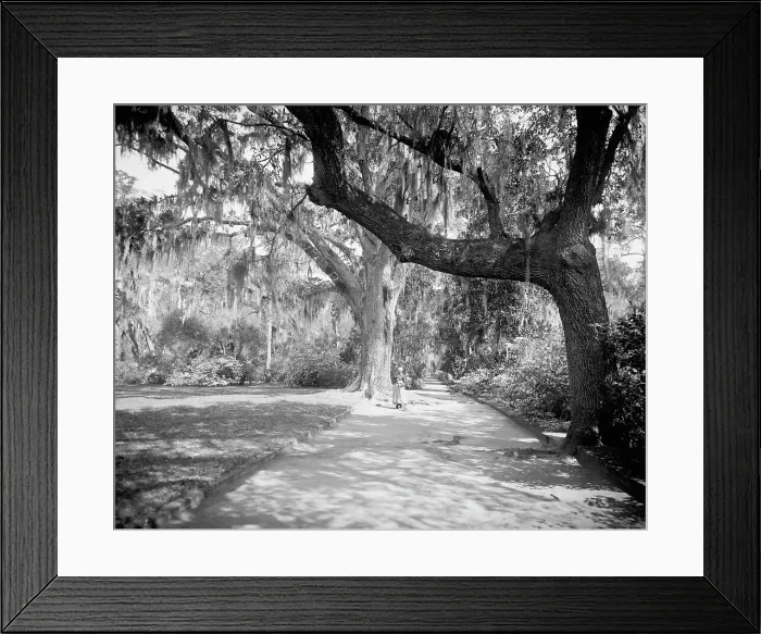 Framed Print : Magnolia on the Ashley, (Magnolia Gardens), Magnolia Ave. Runnymede P.O. S.C. c.1900-1906. Creator: William H. Jackson Framed Print : Magnolia on the Ashley, (Magnolia Gardens), Magnolia Ave. Runnymede P.O. S.C. c.1900-1906. Creator: William H. Jackson