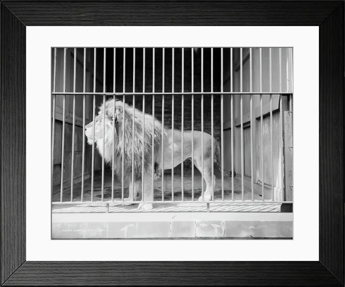 Framed Print : Brutus in the zoo, c1907. Creator: Unknown Framed Print : Brutus in the zoo, c1907. Creator: Unknown