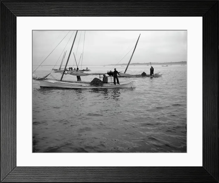 Framed Print : Oyster dredging, between 1900 and 1910. Creator: Unknown Framed Print : Oyster dredging, between 1900 and 1910. Creator: Unknown