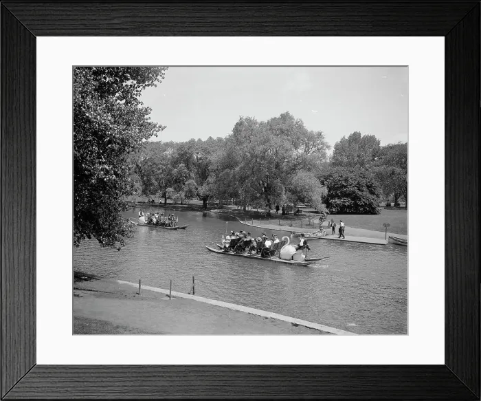 Framed Print : Swan boats, Public Gardens, Boston, Mass. between 1900 and 1906. Creator: Unknown Framed Print : Swan boats, Public Gardens, Boston, Mass. between 1900 and 1906. Creator: Unknown