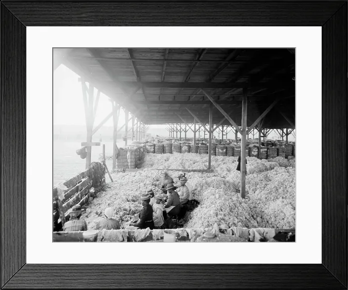 Framed Print : Sorting cotton, between 1900 and 1910. Creator: Unknown Framed Print : Sorting cotton, between 1900 and 1910. Creator: Unknown