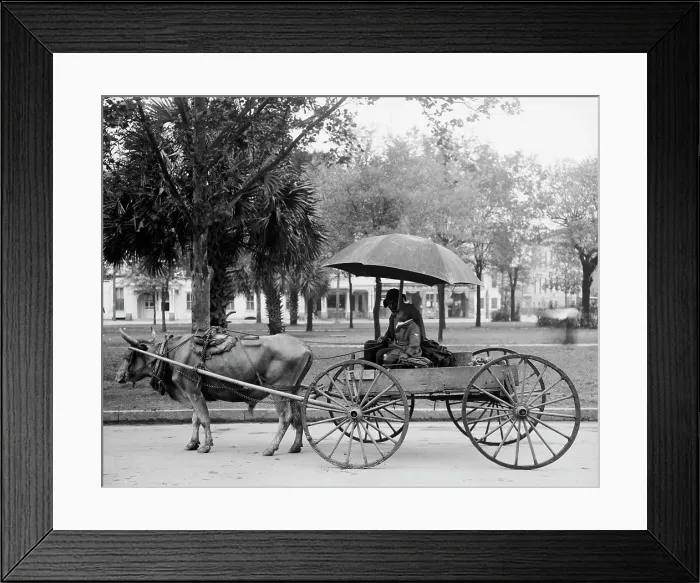 Framed Print : A Bovinmobile, Savannah, Ga. between 1900 and 1910. Creator: Unknown Framed Print : A Bovinmobile, Savannah, Ga. between 1900 and 1910. Creator: Unknown