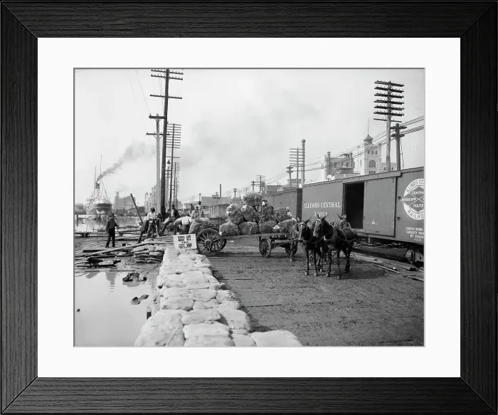 Framed Print : Mule teams and the levee, New Orleans, Louisiana, between 1900 and 1910. Creator: Unknown Framed Print : Mule teams and the levee, New Orleans, Louisiana, between 1900 and 1910. Creator: Unknown