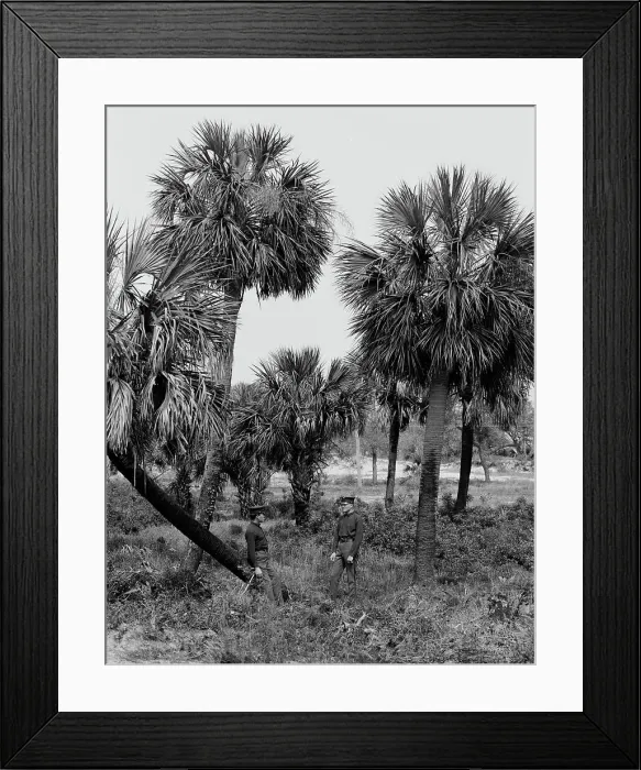 Framed Print : Tybee Island, palmettoes, Savannah, Ga. c1907. Creator: Unknown Framed Print : Tybee Island, palmettoes, Savannah, Ga. c1907. Creator: Unknown