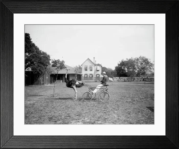 Framed Print : Oliver W. the famous trotting ostrich, Florida Ostrich Farm, Jacksonville, Florida, c1900-1910. Creator: Unknown