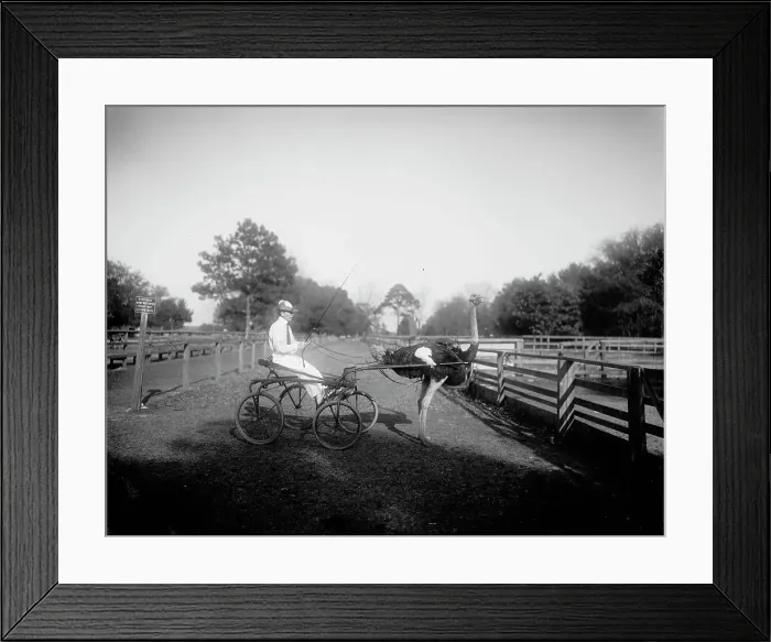 Framed Print : Oliver W. the famous trotting ostrich, Florida Ostrich Farm, Jacksonville, Florida, c1900-1910. Creator: Unknown Framed Print : Oliver W. the famous trotting ostrich, Florida Ostrich Farm, Jacksonville, Florida, c1900-1910. Creator: Unknown