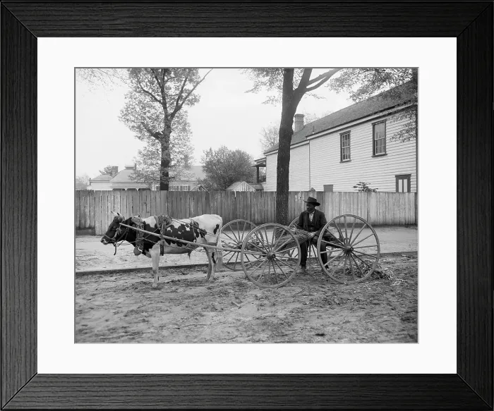 Framed Print : S.C. huckster, South Carolina, between 1900 and 1910. Creator: Unknown Framed Print : S.C. huckster, South Carolina, between 1900 and 1910. Creator: Unknown
