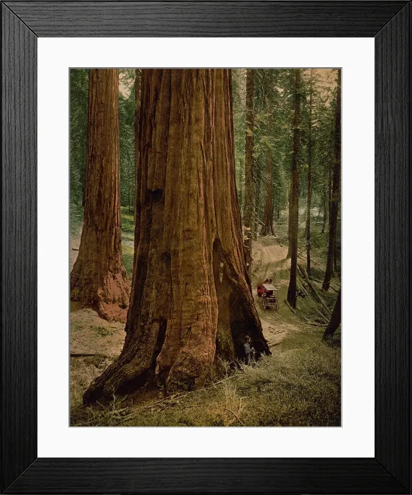 Framed Print : Mariposa Grove of big trees. Three graces, ca 1900. Creator: Unknown. Mariposa Grove of big trees. Three graces, ca 1900. Creator: Unknown Framed Print : Mariposa Grove of big trees. Three graces, ca 1900. Creator: Unknown. Mariposa Grove of big trees. Three graces, ca 1900. Creator: Unknown