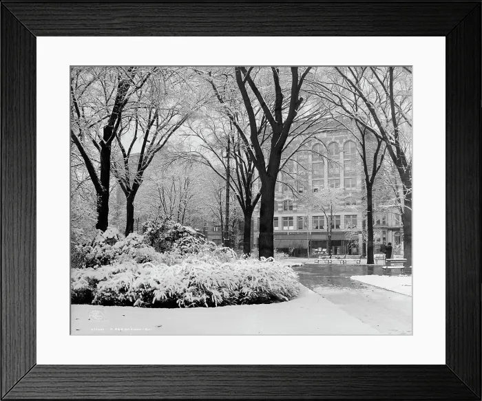 Framed Print : A Bed of snow-ball, c1907. Creator: Unknown Framed Print : A Bed of snow-ball, c1907. Creator: Unknown