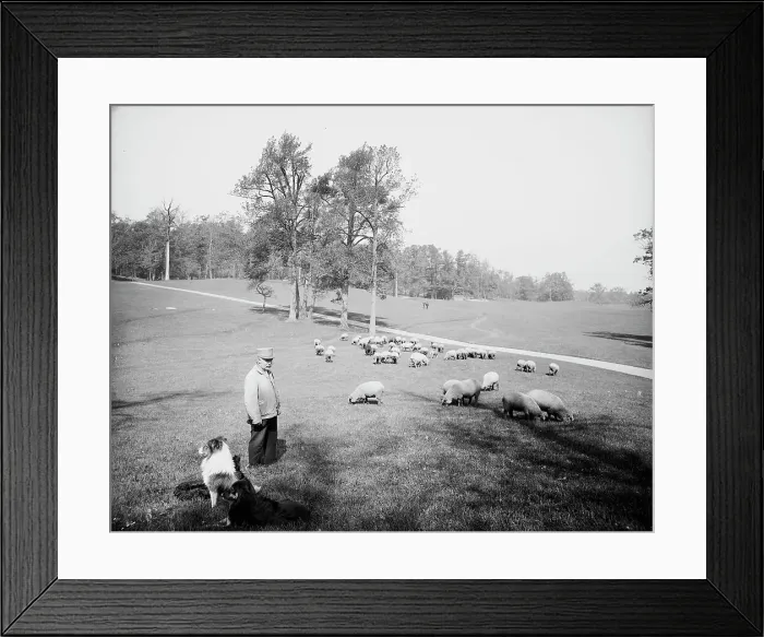 Framed Print : Sheep in Prospect Park, Brooklyn, N.Y. between 1900 and 1905. Creator: Unknown Framed Print : Sheep in Prospect Park, Brooklyn, N.Y. between 1900 and 1905. Creator: Unknown