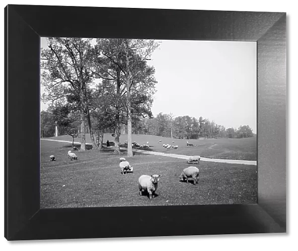 Sheep in Prospect Park, Brooklyn, N.Y. between 1900 and 1905. Creator: Unknown