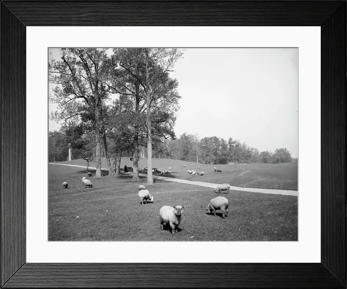 Framed Print : Sheep in Prospect Park, Brooklyn, N.Y. between 1900 and 1905. Creator: Unknown Framed Print : Sheep in Prospect Park, Brooklyn, N.Y. between 1900 and 1905. Creator: Unknown