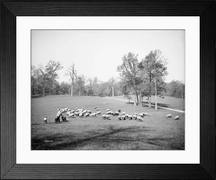 Framed Print : Sheep in Prospect Park, Brooklyn, N.Y. between 1900 and 1905. Creator: Unknown Framed Print : Sheep in Prospect Park, Brooklyn, N.Y. between 1900 and 1905. Creator: Unknown