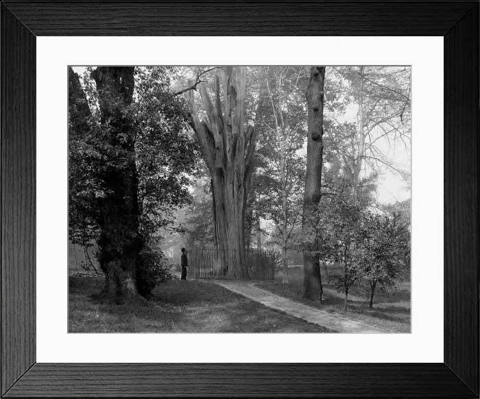 Framed Print : Old tree in Bartram's Park [Bartram's Gardens], Philadelphia, Pa. c1908. Creator: Unknown