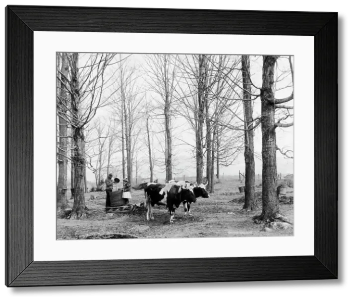 Framed Print : Bringing in the sap in a maple sugar camp, between 1900 and 1906. Creator: Unknown Framed Print : Bringing in the sap in a maple sugar camp, between 1900 and 1906. Creator: Unknown