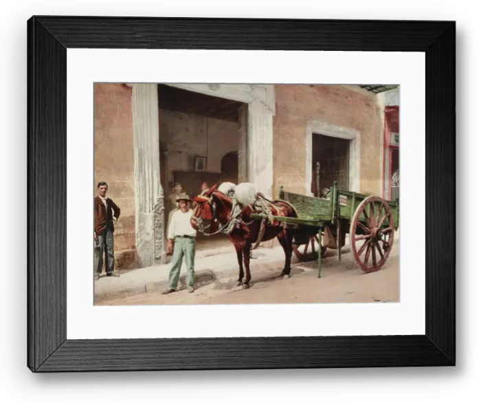 Framed Print : Un Mulo de la Habana, c1900. Creator: William H. Jackson Framed Print : Un Mulo de la Habana, c1900. Creator: William H. Jackson