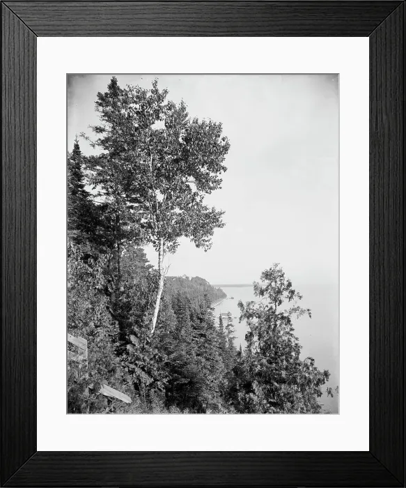 Framed Print : Lone birch, Mackinac Island, Mich. The, between 1900 and 1906. Creator: Unknown Framed Print : Lone birch, Mackinac Island, Mich. The, between 1900 and 1906. Creator: Unknown