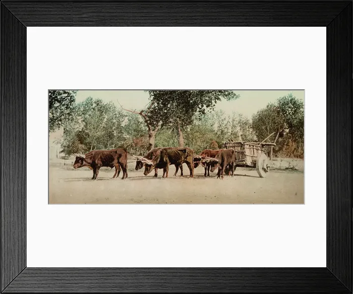 Framed Print : Mexican carreta, Chihuahua, between 1884 and 1900. Creator: William H. Jackson