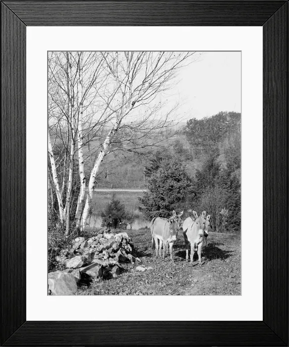Framed Print : Donkeys in Berkshire Park, Pittsfield, Mass. between 1900 and 1906. Creator: Unknown Framed Print : Donkeys in Berkshire Park, Pittsfield, Mass. between 1900 and 1906. Creator: Unknown