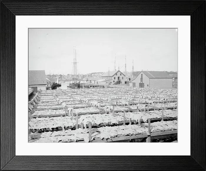 Framed Print : Drying fish, Gloucester, Mass. c1906. Creator: Unknown Framed Print : Drying fish, Gloucester, Mass. c1906. Creator: Unknown