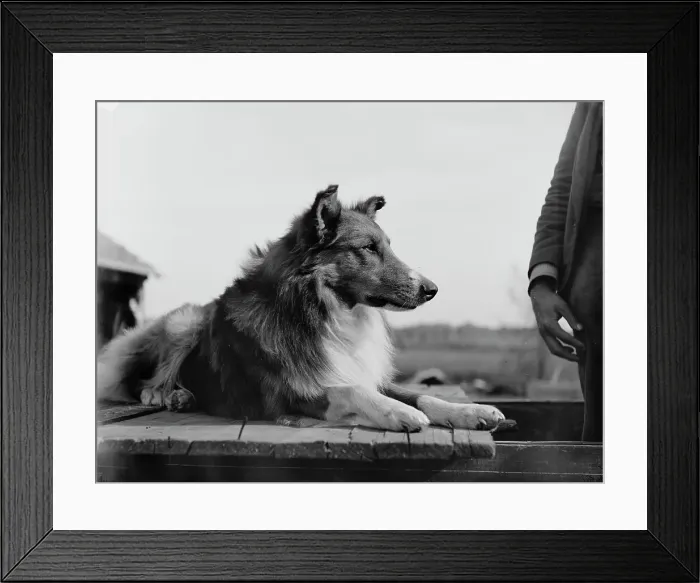 Framed Print : Collie's head, c1900. Creator: Unknown Framed Print : Collie's head, c1900. Creator: Unknown