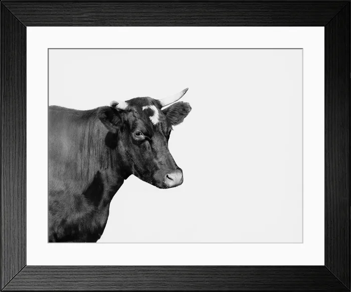 Framed Print : Head of cow, between 1890 and 1901. Creator: Unknown Framed Print : Head of cow, between 1890 and 1901. Creator: Unknown