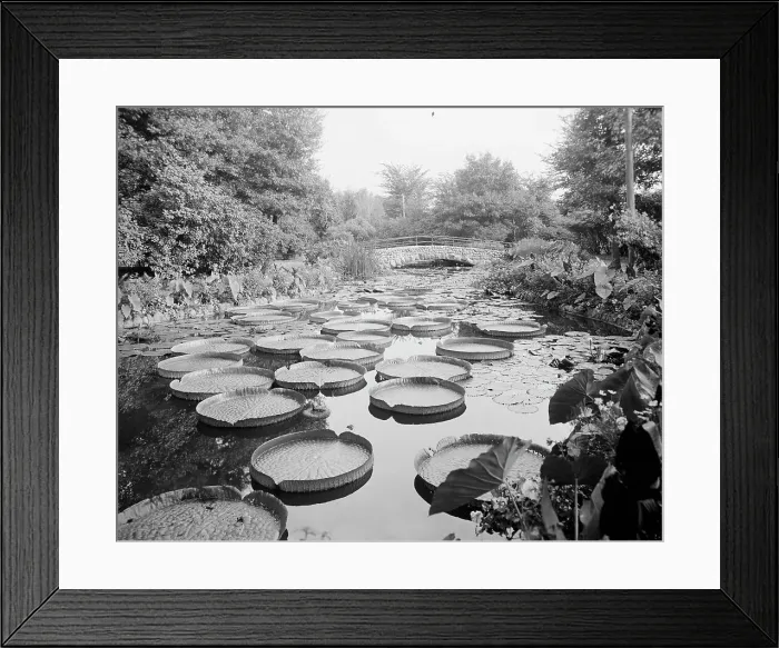 Framed Print : Lily pond, Como Park, St. Paul, Minn. c1905. Creator: Unknown