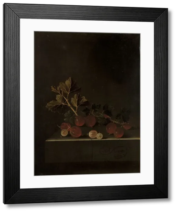 Framed Print : A Sprig of Gooseberries on a Stone Plinth, 1699. Creator: Adriaen Coorte Framed Print : A Sprig of Gooseberries on a Stone Plinth, 1699. Creator: Adriaen Coorte