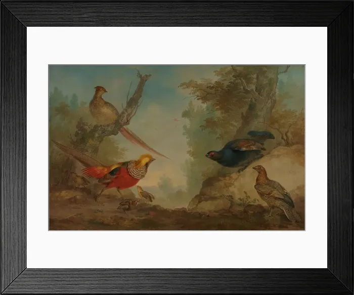 Framed Print : Pheasants, 1730-1760. Creator: Aert Schouman Framed Print : Pheasants, 1730-1760. Creator: Aert Schouman
