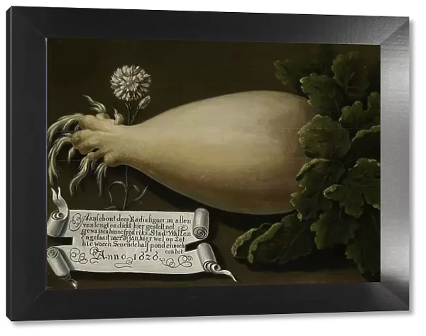 A Giant Radish, 1626. Creator: Anon