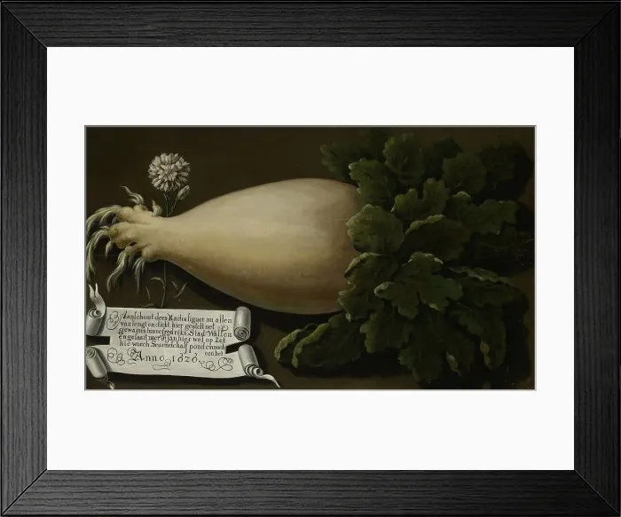 Framed Print : A Giant Radish, 1626. Creator: Anon Framed Print : A Giant Radish, 1626. Creator: Anon